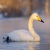 Лебедь-кликун на «Саратовском болоте»
